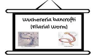 Helminths Nematodes Part 5 Filarial Worm [upl. by Loftis]