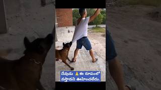 దేవుడు ఈ రూపంలో వస్తాడని ఊహించలేదు🙏🐕 [upl. by Antonina]