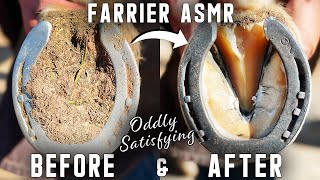 Hind Hoof Full RestorationFarrier ASMROddly Satisfying [upl. by Alysoun950]