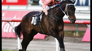 The Black Caviar story [upl. by Nylinnej]