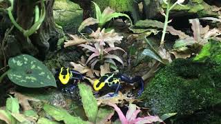 Dendrobates tinctorius Robertus [upl. by Riane]