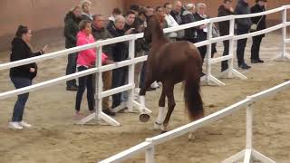 Phase 2 of Hanoverian preselection of stallions for licensing presentation in the small arena [upl. by Alberta]