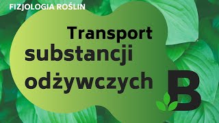 Transport substancji odżywczych  FIZJOLOGIA roślin  KOREPETYCJE z BIOLOGII  276 [upl. by Tamiko]