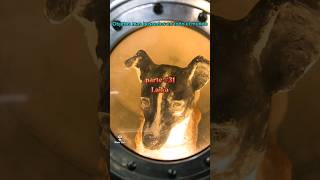 fue lanzada al espacio a una muerte segura 😔 la primera de muchos animales 🚀 laika espacio enigma [upl. by Melina]