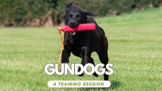 5 Labrador Gundogs group training sessions [upl. by Nyvrem]