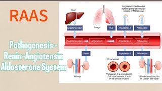 RENINANGIOTENSIN ALDOSTERONE SYSTEM RAAS Pathogenesis [upl. by Angle]