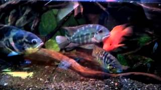 Hoplarchus psittacus in 2100l tank [upl. by Polik]