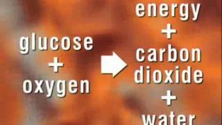 Respiration as a Chemical Equation [upl. by Giverin]