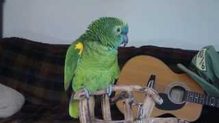 Blue fronted amazon parrot  Wheeler talking [upl. by Asher]