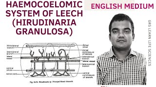 Leech haemocoelomic system  Circulation in leech circulatory system of annelids BSc Zoology [upl. by Onia]