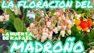 La floración del madroñoÁrbol de madroño•Arbutus Unedo•El cultivo del madroño•8VaTemporada [upl. by Cypro]