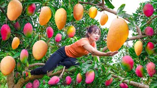 Harvesting Pink Mango  Mango Type Bred From Red Mango And Yellow Mango Goes to the market sell [upl. by Russia]