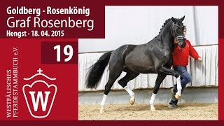 19 Graf Rosenberg Hengst v Goldberg  Rosenkönig [upl. by Eidurt]