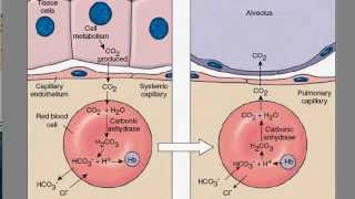 Carbon Dioxide Transport [upl. by Rotman]