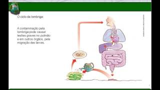 Vídeo Aula  Filo Nematelmintos [upl. by Naitsirhc]