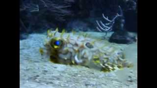 Aquarium La Rochelle  Poisson porcépic  Porcupinefish [upl. by Ubald584]