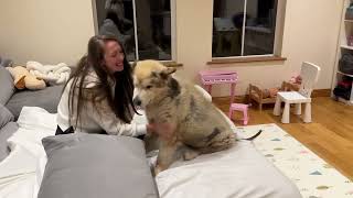 Giant Malamute Dog Cries When Reunited With Family Happiest Dog Ever New Year Surprise [upl. by Akanke]