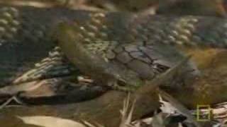 Thailand King Cobra Using Deadly Banded Krait as Sofa [upl. by Araed]