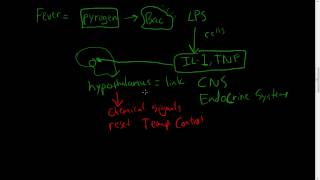 30  Chronic Inflammation  Eosinophils Mast Cells Systemic effects of inflammation [upl. by Ennaegroeg]