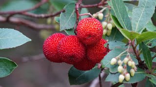 Conoce los secretos de EL MADROÑO Arbutus unedo  🌳 Propiedades medicinales y vitaminas [upl. by Sidhu]