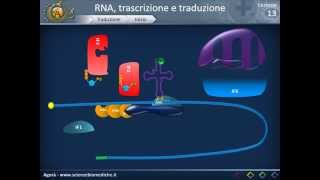 Biologia 13  RNA trascrizione e traduzione parte 2 [upl. by Eduardo]