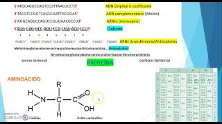 CÓMO SE REALIZA LA SÍNTESIS DE PROTEÍNAS EJERCICIO [upl. by Ap216]