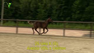 Veulenveiling Dronten  26  Uno K S  Arezzo VDL x Ustinov [upl. by Ettenowtna562]