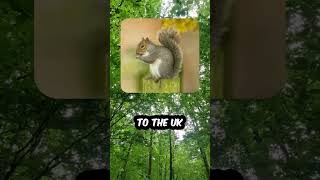 History Of Red Squirrels🐿 facts education shorts [upl. by Aihsercal561]