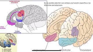 Síndromes Prefrontales  Lóbulos frontales  corteza prefrontal [upl. by Yenohtna294]