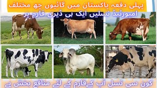 First time in Pakistan six different Exotic Cows on a single dairy farm  HRM Dairies  DrSajid [upl. by Hege867]