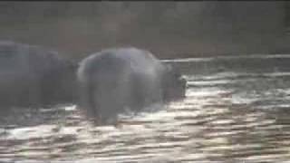 Giant Crocodile Eats Hippo Mother Hippo Mourns [upl. by Scoter140]