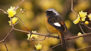 The Birds sitting on a treeChimonanthus praecox ～ ロウバイにとまる鳥たち（ジョウビタキ、メジロ、ヒヨドリ） [upl. by Melvin]