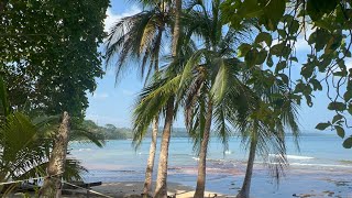 Coconut palms on a gorgeous beach in Manzanillo Costa Rica [upl. by Gean]