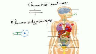 INTRODUCTION A LA PHARMACOCINETIQUE  💉 ADME et voies dADMINISTRATION dun médicament [upl. by Parnell219]