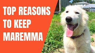 Top 5 Reasons Maremma Sheepdog Wins Over Other LGD  vs Great Pyrenees Kangal Anatolian Comparison [upl. by Naimaj132]