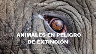 Animales en Peligro de Extinción 2024 🌍🦁  Conoce los 18 Más Amenazados MINI DOCUMENTAL [upl. by Muhan406]