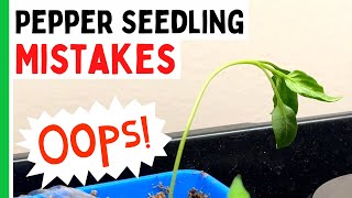 5 Pepper Seedlings Mistakes You Dont Want To Make  Pepper Geek [upl. by Cornelie426]