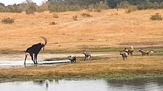 Painted wild dogs attacking a Sable antelope [upl. by Leacock]