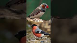 Zebra finch vs bullfinch [upl. by Barthel648]