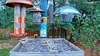 Female and Male Evening Grosbeaks Share Ontario Feeders – Oct 29 2021 [upl. by Nnahgaem722]