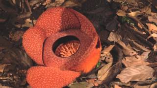 Rafflesia flower opening [upl. by Kcirederf]