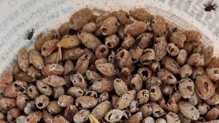 ДОЛГОНОСИКИ🐞 БЕГУТ В ПРИРОДУ ВЫПУСК 🐞ЖУКОВ в прямом эфире КУКУРУЗНЫЕ ДОЛГОНОСИКИ В ПЕРЛОВКЕ [upl. by Elamef]