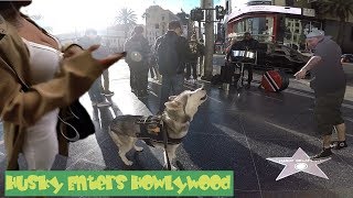 Cute Siberian Husky HOWLING At Performers STEALS THE SHOW City Mushing Through HollyWood [upl. by Narok]