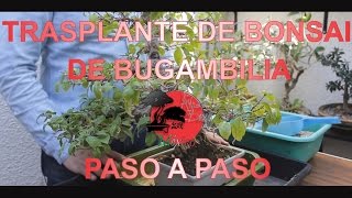 Trasplante de Bonsai de Bugambilia Parte 1 Preparación de la Maceta Paso a Paso [upl. by Luelle]