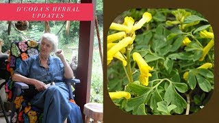 Corydalis for Pain Relief [upl. by Alanna]