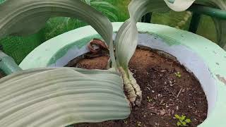 Rare plant video see Indias only specimen of Welwitschia mirabilis that survived the Dinosaurs [upl. by Fattal]