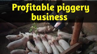 How To Succeed In piggery Farming As a Beginner [upl. by Efinnej]