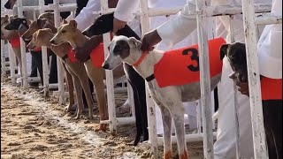 2024 Qatar Saluki Championship Race for 2km  Amazing Race  March 9 [upl. by Curry186]