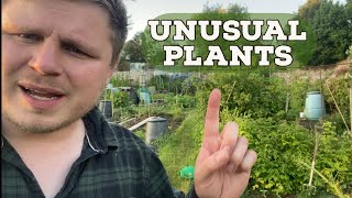 Allotment Tour and My Unusual Plants [upl. by Nirroc589]