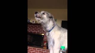 Irish wolfhound howling [upl. by Nicholle446]